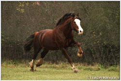 Brynseion Trahern3